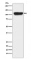 ITCH Antibody 